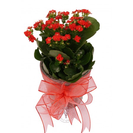 Saksıda Kırmızı Kalanşo (Kalanchoe)
